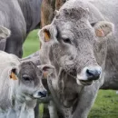 Россельхознадзор: В Ростовской области пресекли вывоз молока из неблагополучной по бруцеллезу зоны